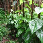 06_02_betel leaves