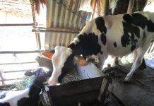 ミャンマーの乳牛